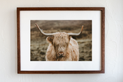 Hairy Coo