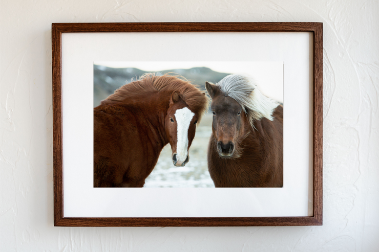 Icelandic Horses