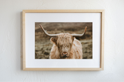 Hairy Coo