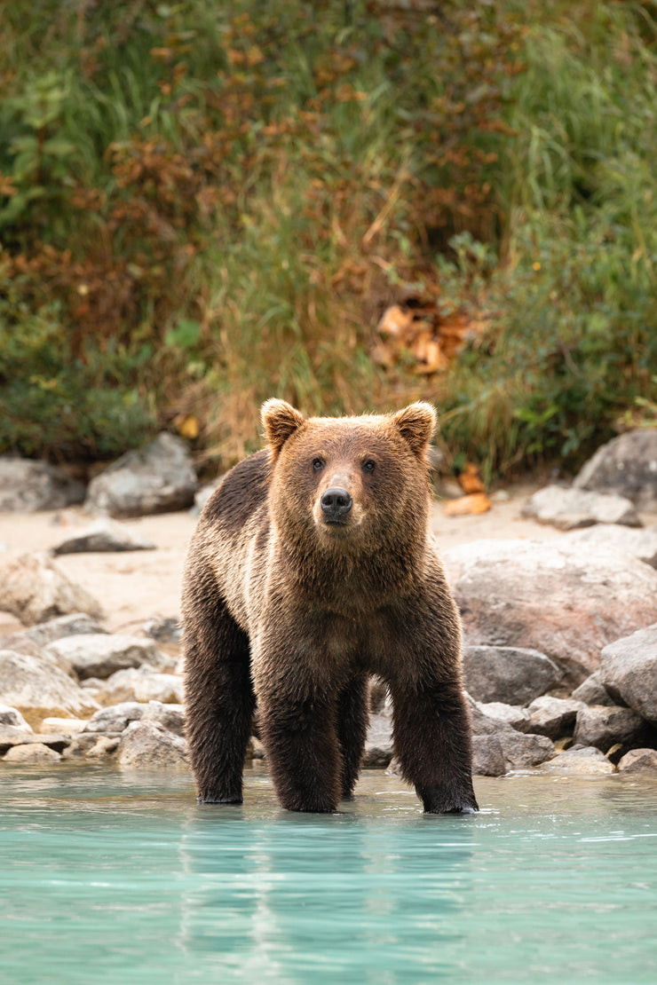 Bear Buddy