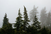 Foggy Trees