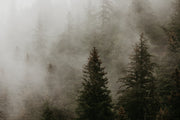 Misty Trees