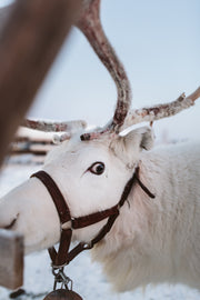 Reindeer