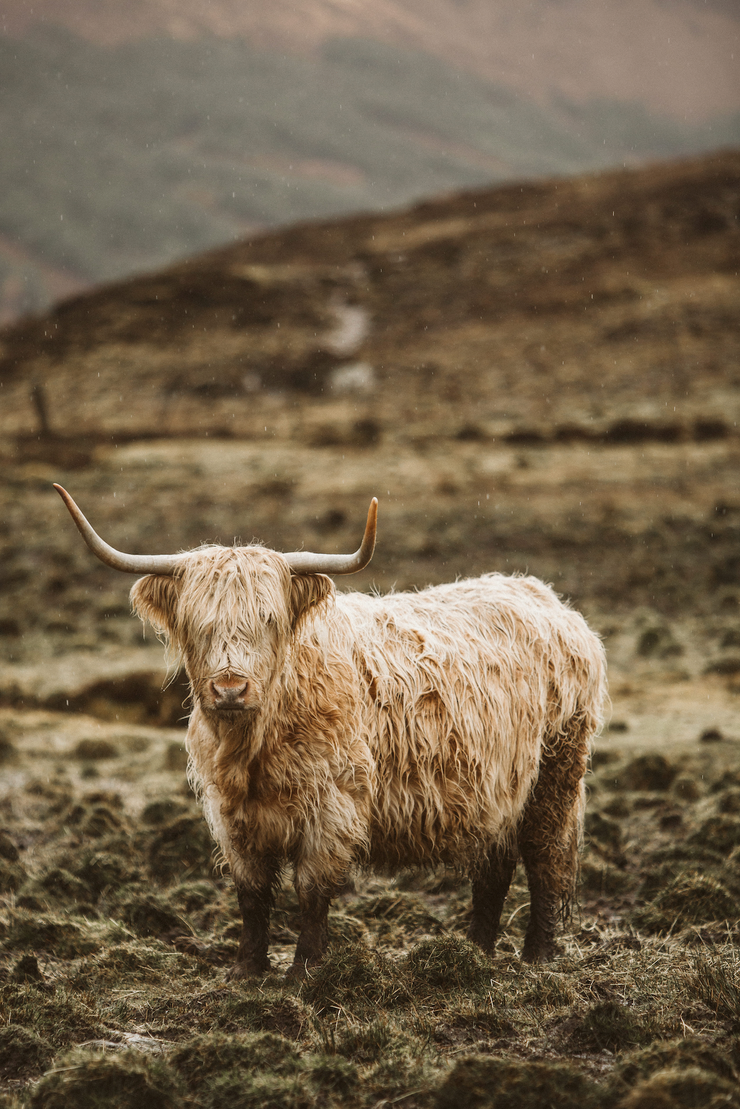 Standing Cow