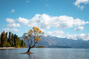 Wanaka Tree