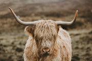 Hairy Coo