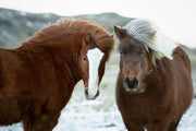 Icelandic Horses