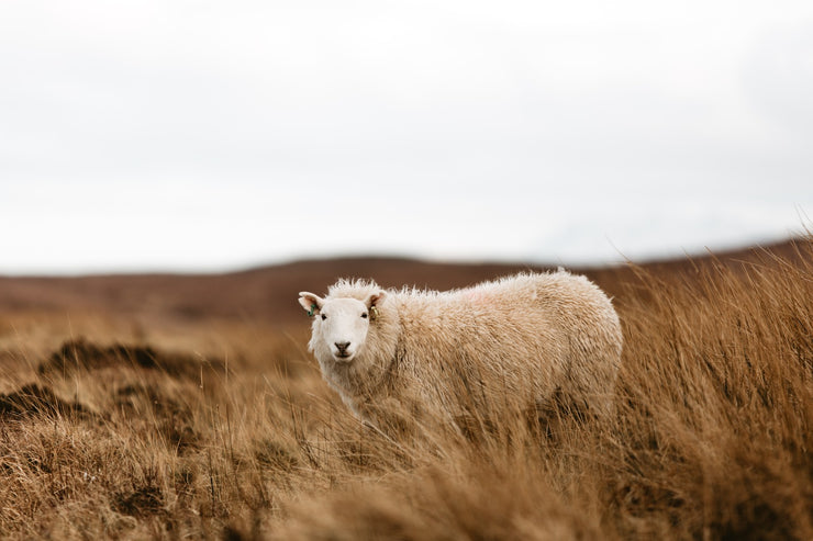 Lady Sheep